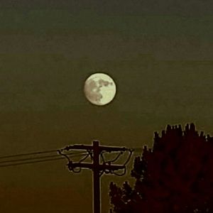 Meet your Posher, Amelia